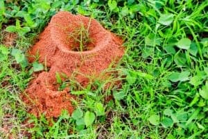 fire ant hill in grass