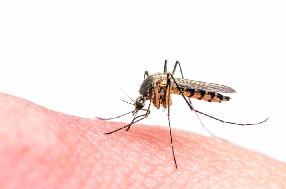 mosquito sitting on a person