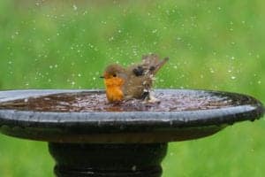 robin in a bird bath