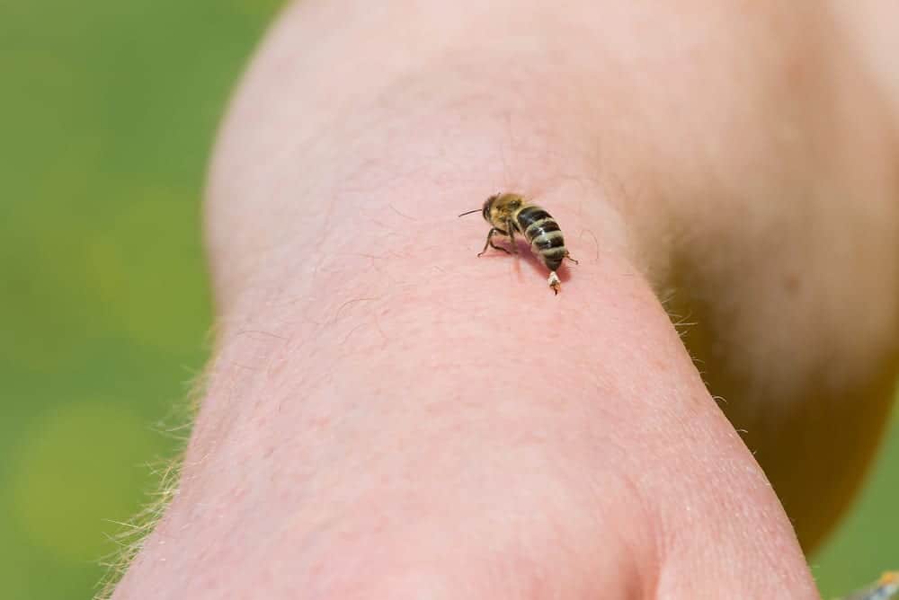 bee sitting on a person's hand