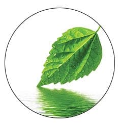 mint leaf